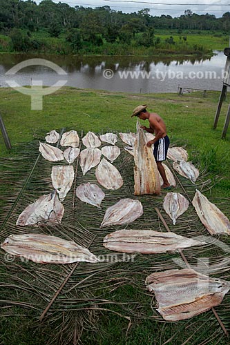  Secagem de Pirarucu (Arapaima gigas) na Comunidade Ribeirinha São Francisco do Aiucá  - Uarini - Amazonas (AM) - Brasil