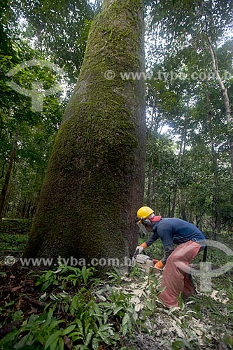  Detalhe de extração sustentável da madeira na Reserva de Desenvolvimento Sustentável Mamirauá  - Tefé - Amazonas (AM) - Brasil