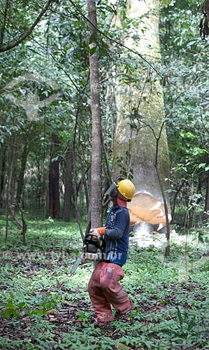  Extração sustentável da madeira na Reserva de Desenvolvimento Sustentável Mamirauá  - Tefé - Amazonas (AM) - Brasil