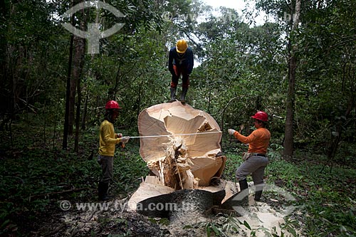  Extração sustentável da madeira na Reserva de Desenvolvimento Sustentável Mamirauá  - Tefé - Amazonas (AM) - Brasil