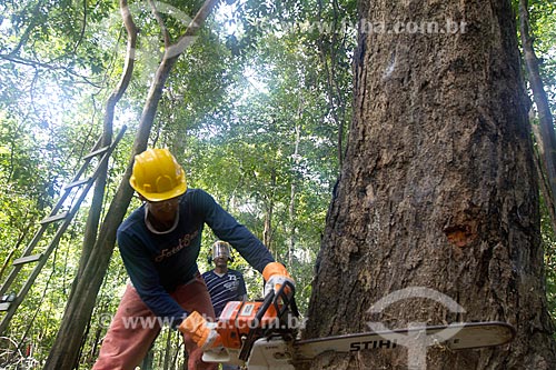  Detalhe de extração sustentável da madeira na Reserva de Desenvolvimento Sustentável Mamirauá  - Tefé - Amazonas (AM) - Brasil