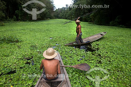  Menino e pescador de pirarucu na Reserva de Desenvolvimento Sustentável Mamirauá  - Tefé - Amazonas (AM) - Brasil