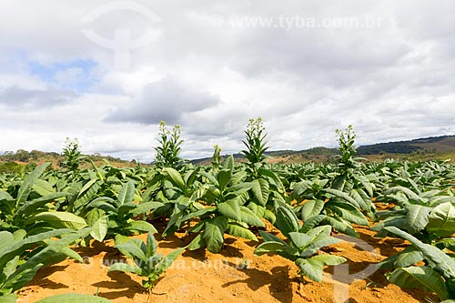  Plantação de tabaco  - Guarani - Minas Gerais (MG) - Brasil