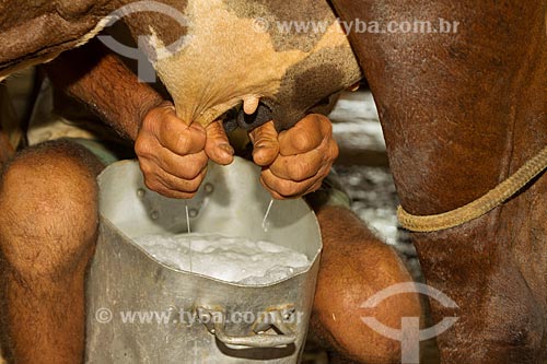  Detalhe de ordenha em gado leiteiro  - Guarani - Minas Gerais (MG) - Brasil