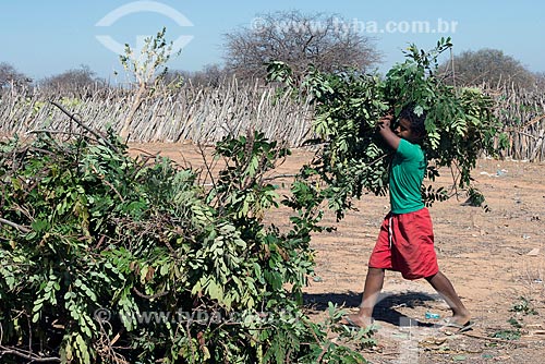  Menino carregando galhos de árvore na Aldeia Travessão de Ouro - Tribo Pipipãs  - Floresta - Pernambuco (PE) - Brasil