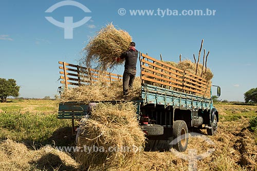  Índios Truká recolhendo palha da plantação de arroz para alimentar gado - zona rural da Tribo Truká  - Cabrobó - Pernambuco (PE) - Brasil