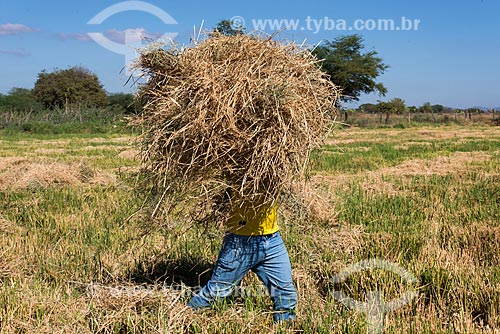  Índios Truká recolhendo palha da plantação de arroz para alimentar gado - zona rural da Tribo Truká  - Cabrobó - Pernambuco (PE) - Brasil