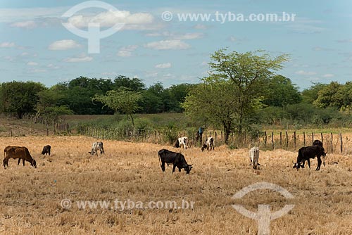  Gado no pasto da Aldeia Caatinga Grande - zona rural da Tribo Truká  - Cabrobó - Pernambuco (PE) - Brasil