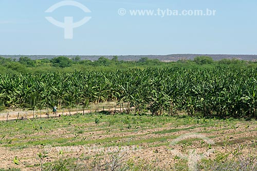  Plantação de banana na zona rural da Tribo Truká  - Cabrobó - Pernambuco (PE) - Brasil