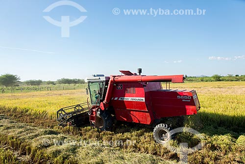  Colheita mecanizada de arroz na zona rural da Tribo Truká  - Cabrobó - Pernambuco (PE) - Brasil