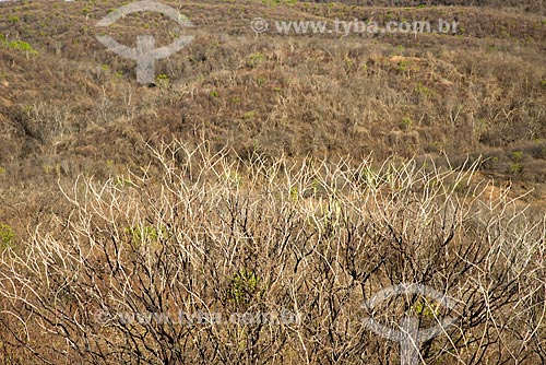 Vegetação de caatinga durante o período de seca  - Jati - Ceará (CE) - Brasil