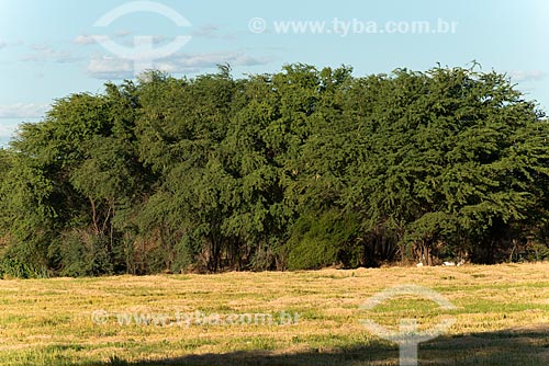  Detalhe de algaroba (Prosopis juliflora) na caatinga  - Cabrobó - Pernambuco (PE) - Brasil