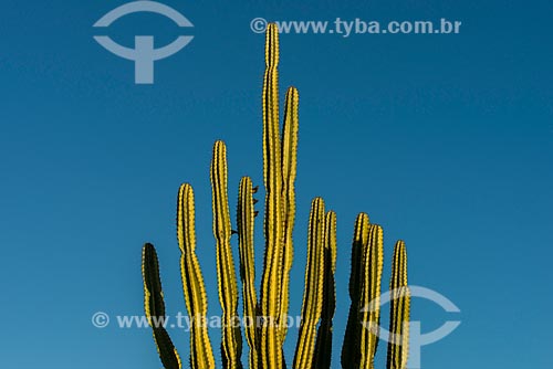  Detalhe de mandacaru (Cereus jamacaru) durante o pôr do sol  - Cabrobó - Pernambuco (PE) - Brasil