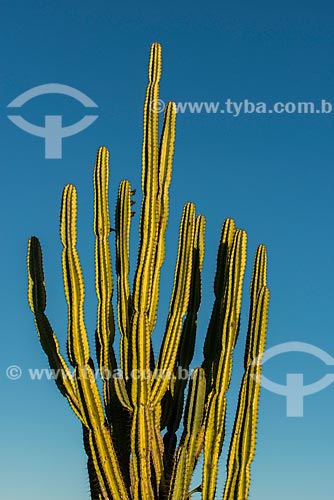  Detalhe de mandacaru (Cereus jamacaru) durante o pôr do sol  - Cabrobó - Pernambuco (PE) - Brasil
