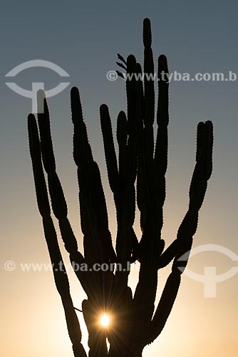  Detalhe de silhueta de mandacaru (Cereus jamacaru) durante o pôr do sol  - Cabrobó - Pernambuco (PE) - Brasil