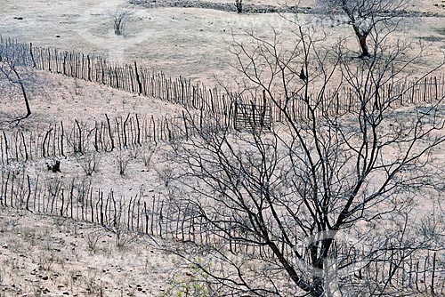  Vegetação de caatinga durante o período de seca  - Sertânia - Pernambuco (PE) - Brasil