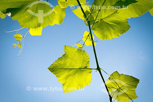  Detalhe de folhas de parreira (Vitis vinifera)  - Guarani - Minas Gerais (MG) - Brasil