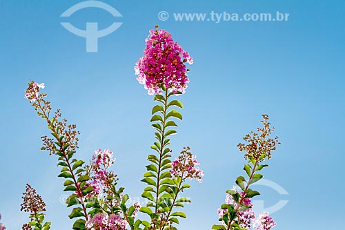  Detalhe de flor da extremosa (Lagerstroemia indica) - também conhecida como escumilha e resedá  - Guarani - Minas Gerais (MG) - Brasil