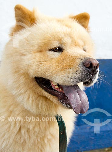  Detalhe de cão da raça Chow Chow  - Belo Horizonte - Minas Gerais (MG) - Brasil