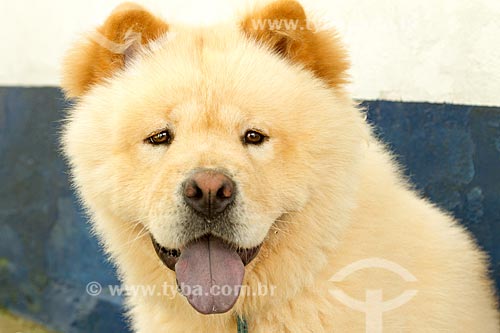  Detalhe de cão da raça Chow Chow  - Belo Horizonte - Minas Gerais (MG) - Brasil