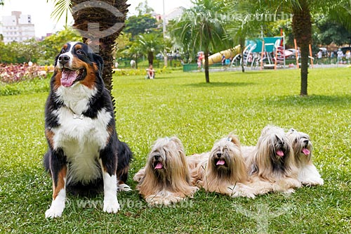  Detalhe de cão da raça Boiadeiro de Berna e cães da raça Shih Tzu  - Belo Horizonte - Minas Gerais (MG) - Brasil