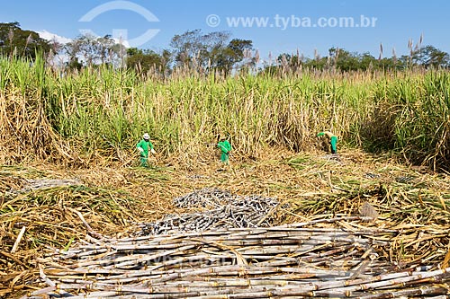  Colheita de cana-de-açúcar para a produção de cachaça  - Guarani - Minas Gerais (MG) - Brasil