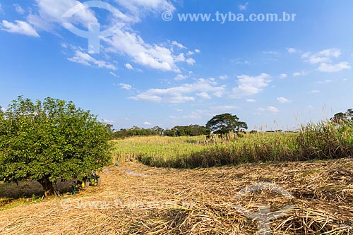  Colheita de cana-de-açúcar para a produção de cachaça  - Guarani - Minas Gerais (MG) - Brasil