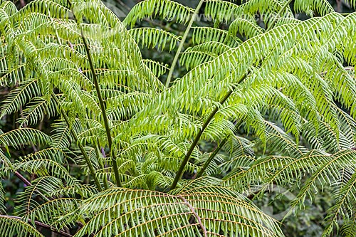  Detalhe de samambaiaçu (Dicksonia selowiana) na Área de Proteção Ambiental da Serrinha do Alambari  - Resende - Rio de Janeiro (RJ) - Brasil