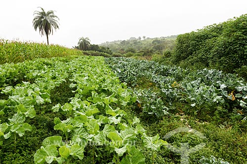  Detalhe de plantação de hortaliças  - Brumadinho - Minas Gerais (MG) - Brasil