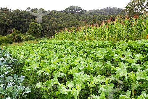  Detalhe de plantação de hortaliças  - Brumadinho - Minas Gerais (MG) - Brasil