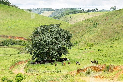  Gado se protegendo do sol em fazenda na zona rural da cidade de Guarani  - Guarani - Minas Gerais (MG) - Brasil