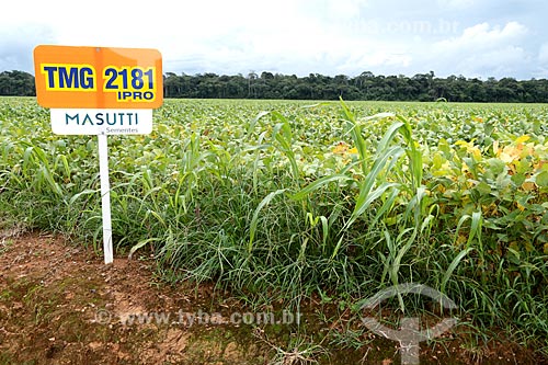  Detalhe de plantação de soja - sementes TMG 2181 IPRO  - Cáceres - Mato Grosso (MT) - Brasil