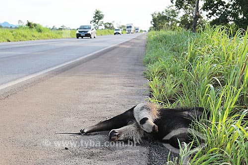  Tamanduá-bandeira (Myrmecophaga tridactyla) morto no acostamento da Rodovia BR-070  - Cáceres - Mato Grosso (MT) - Brasil