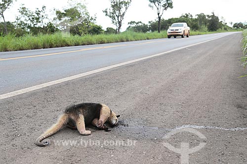  Tamanduá-bandeira (Myrmecophaga tridactyla) morto no acostamento da Rodovia BR-070  - Poconé - Mato Grosso (MT) - Brasil