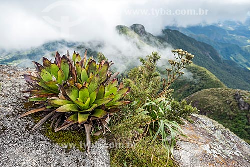  Detalhe de bromélia no Pico da Caledônia no Parque Estadual dos Três Picos  - Nova Friburgo - Rio de Janeiro (RJ) - Brasil