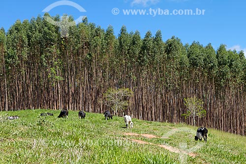  Gado pastando com plantação de eucaliptos ao fundo  - Guarani - Minas Gerais (MG) - Brasil