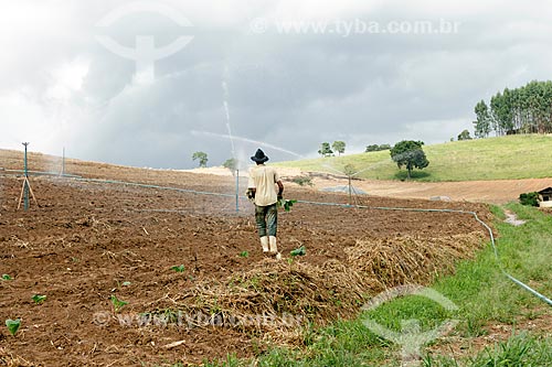 Trabalhador rural plantando mudas de fumo em área irrigada  - Guarani - Minas Gerais (MG) - Brasil