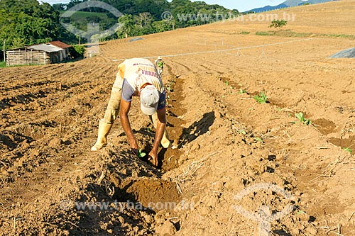  Trabalhador rural plantando mudas de fumo  - Guarani - Minas Gerais (MG) - Brasil