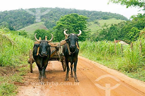  Carro de boi em zona rural  - Guarani - Minas Gerais (MG) - Brasil