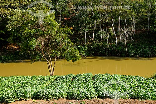  Plantação de tabaco às margens de rio na zona rural da cidade de Guarani  - Guarani - Minas Gerais (MG) - Brasil