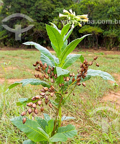  Detalhe de flor e sementes de tabaco na zona rural da cidade de Guarani  - Guarani - Minas Gerais (MG) - Brasil