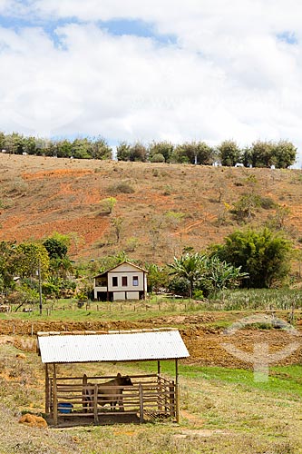  Gado criado no sistema de confinamento com casa ao fundo na zona rural da cidade de Guarani  - Guarani - Minas Gerais (MG) - Brasil
