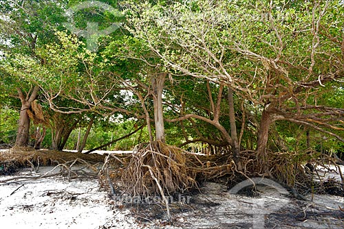  Floresta inundável na margem do Rio Arapiuns  - Santarém - Pará (PA) - Brasil