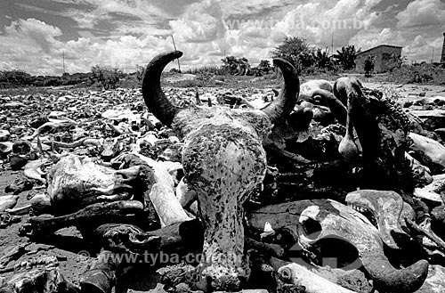  Esqueletos de gado no cemitério da cidade de Canudos  - Canudos - Bahia (BA) - Brasil