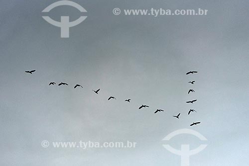  Bando de biguás (Phalacrocorax brasilianus) voando em formação sobre a Praia do Vidigal  - Rio de Janeiro - Rio de Janeiro (RJ) - Brasil