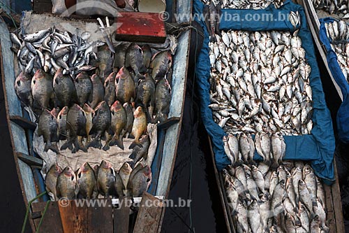  Canoas com peixes no Mercado de Pescado no porto de Manaus  - Manaus - Amazonas (AM) - Brasil