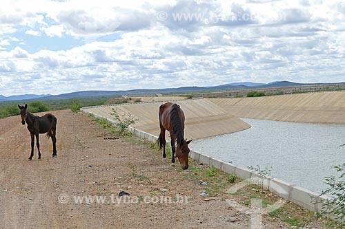  Cavalos pastando às margens do canal de irrigação do Projeto de Integração do Rio São Francisco com as bacias hidrográficas do Nordeste Setentrional  - Cabrobó - Pernambuco (PE) - Brasil