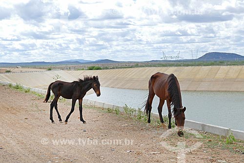  Cavalos pastando às margens do canal de irrigação do Projeto de Integração do Rio São Francisco com as bacias hidrográficas do Nordeste Setentrional  - Cabrobó - Pernambuco (PE) - Brasil