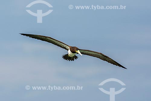  Detalhe de atobá-pardo (Sula leucogaster) voando na Praia da Barra da Tijuca  - Rio de Janeiro - Rio de Janeiro (RJ) - Brasil