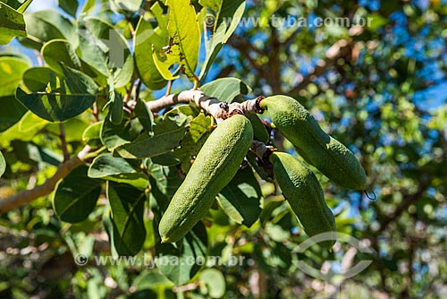  Detalhe de fruto do jatobazeiro (Hymenaea courbaril) na Serra do Cipó  - Santana do Riacho - Minas Gerais (MG) - Brasil